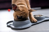Comment lui donner les repas ?
