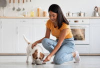 Une femme donne sa gamelle à son chiot Jack Russell