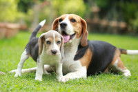 Un Beagle adulte un chiot ensemble dans l'herbe