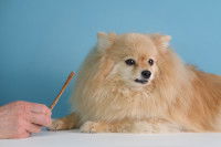 Un chiot Pomeranian refuse de manger la nourriture que lui montre son maître