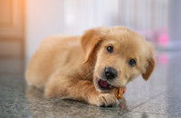 Un chiot grignote une friandise sur le sol