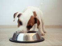 Un chiot Jack Russell en train de manger dans sa gamelle