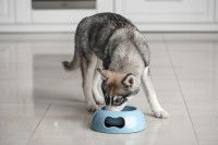 Un chiot Husky mange dans la cuisine