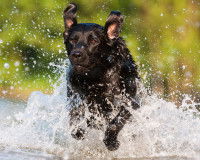 Un chien noir courant dans une rivière