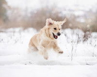Un jeune chien jouant dans la neige