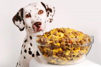 Un Dalmatien face à un gros bol de croquettes
