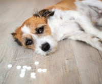 Un chien déprimé couché face à des médicaments
