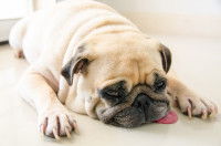 Un Carlin dans un piteux état