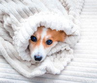 Un chien emmitoufler dans une couverture