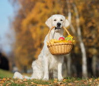 Un gros chien blanc tenant une corbeille de fruits dans sa gueule
