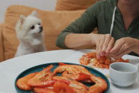 Un petit chien blanc quémande des crevettes à sa maîtresse
