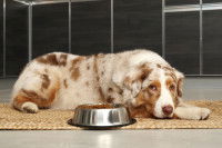 Un chien n'a pas envie de manger ses croquettes