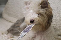 Un petit chien sur un canapé tient un billet dans sa gueule