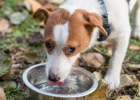 Un chien boit dans sa gamelle
