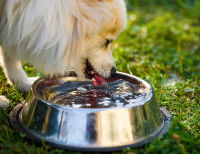 Un chien boit dans sa gamelle d'eau