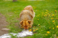 Un chien en train de boire du lait dans l'herbe