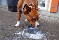 Un gros chien lèche du lait dans un pot dans la rue