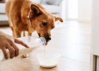 Une femme verse du lait dans la gamelle de son chien