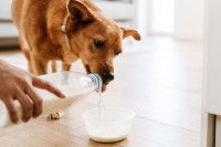 Une femme verse du lait dans la gamelle de son chien