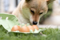 Un Shiba Inu renifle des oeufs dans un jardin