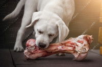 Un chiot blanc en train de ronger un gros os de boeuf