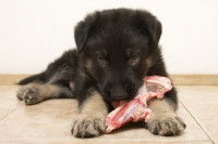 Un chiot en train de grignoter un os sur le parquet