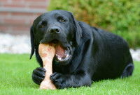 Un Labrador noir ronge un os dans le jardin