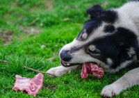 Un chien en train de manger des os dans un jardin