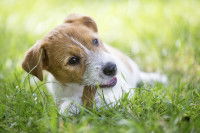 Un chiot Jack Russel mastique une friandise à mâcher