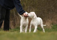 Un maître donne une friandise à ses deux chiots blancs