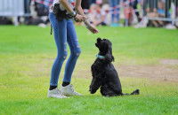 Une femme donne une friandise à son chien pour l'éduquer