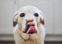 Photo amusante d'un chien blanc avec une friandise posée sur son nez