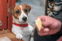 Un Jack Russell observe un morceau de fromage que tient son maître
