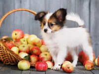 Un petit chien à côté d'un panier rempli de pommes