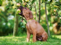 Un jeune chien brun attrape une pomme accrochée à un pommier