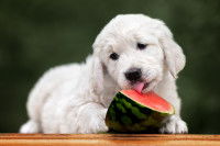 Quelle quantité de pastèque donner à un chien ?