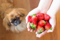 Une femme tient des fraises dans ses mains au-dessus de son Pékinois