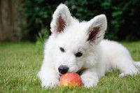 Un jeune chien blanc grignotte une pomme dans le jardin
