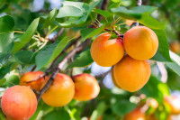 Des abricots accrochés à une branche d'arbre