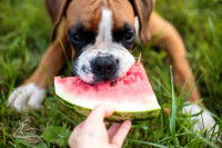 Un chien Boxer allongé dans l'herbe mange de la pastèque