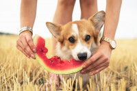 Une femme fait croquer de la pastèque à son chien Corgi