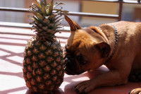 Un Bouledogue Français renifle un ananas entier