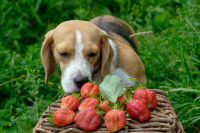 Un Beagle renifle des fraises posées sur un panier en osier