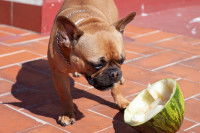 Un Bouledogue Français mange du melon à la chair blanche