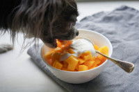 Un petit chien mange de la mangue dans un bol