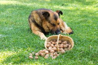 Un chien de type Berger Allemand mange des noix dans un panier