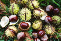 Des marrons dans leur bogue