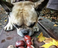 Un Bouledogue Français renifle des marrons sur le sol