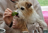 Une femme donne de la mangue à son petit chien