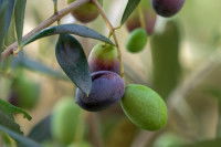 Des olives vertes et noires sur une branche d'olivier